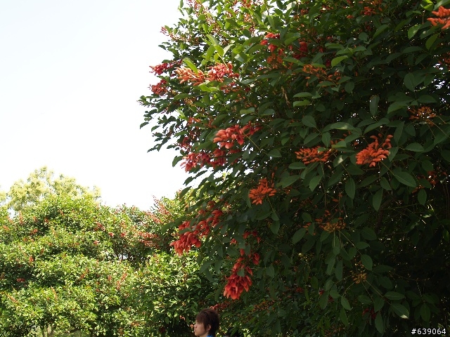 2008苗栗縣 客家桐花季 - 挑戰72號快速道路