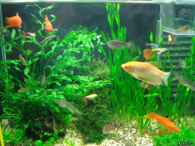 專業的水族大大幫忙一下