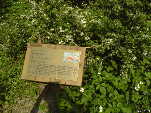 隱藏在平鎮市的自行車道[圖多]