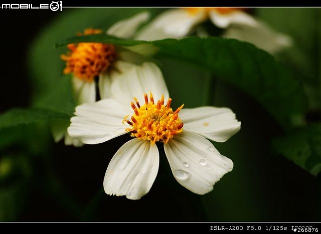 [04/14更新實拍照]A200 + Sigma 70-300mm = 窮人新手好物!
