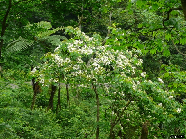 苗栗南庄向天湖仙山單日百里行