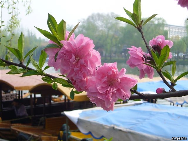 煙花三月下揚州 474Km