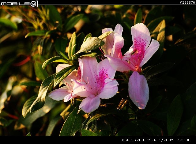 [04/14更新實拍照]A200 + Sigma 70-300mm = 窮人新手好物!