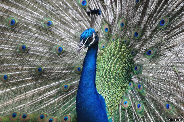 有沒有人用小黑或是AF-S 300f/4G打鳥的?