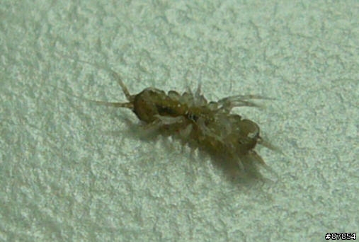 蝦缸的不明生物