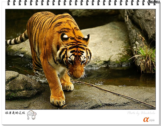 [開箱文]Sony 70-200mm F2.8G SSM (4/13補上 Sony Fair '08 人像照)