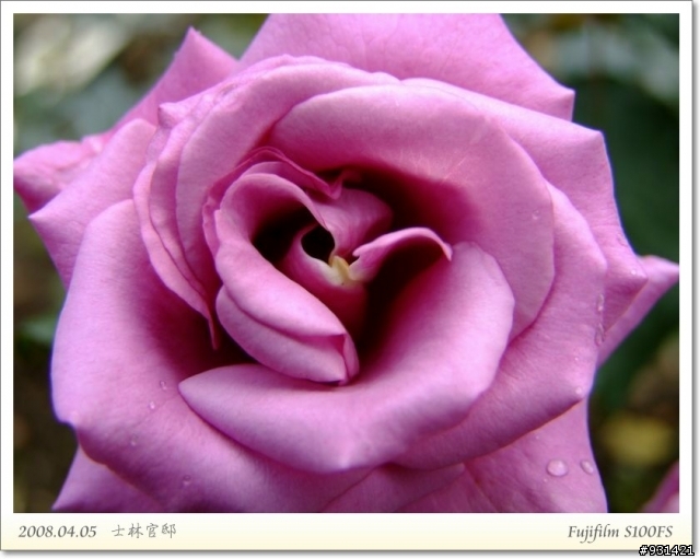 Fujifilm S100FS 花卉試拍