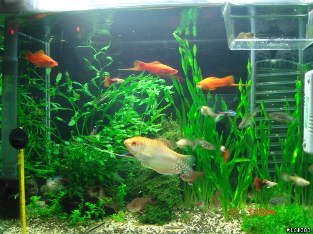 專業的水族大大幫忙一下