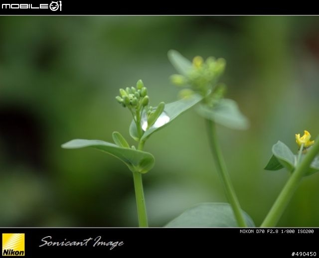 清明拍花花草草……用的是小黑三