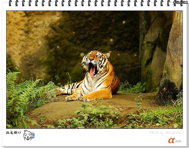 [開箱文]Sony 70-200mm F2.8G SSM (4/13補上 Sony Fair '08 人像照)