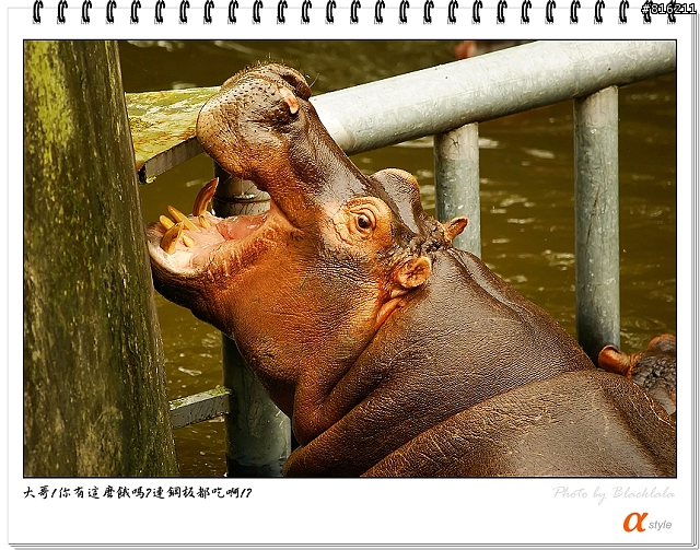 [開箱文]Sony 70-200mm F2.8G SSM (4/13補上 Sony Fair '08 人像照)