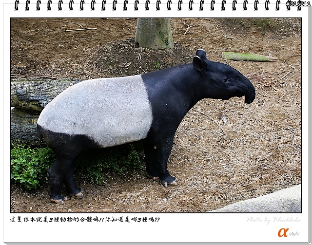 [開箱文]Sony 70-200mm F2.8G SSM (4/13補上 Sony Fair '08 人像照)