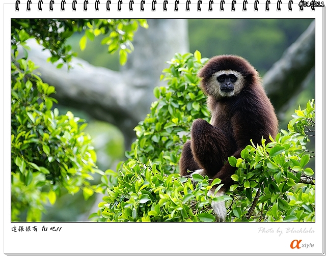 [開箱文]Sony 70-200mm F2.8G SSM (4/13補上 Sony Fair '08 人像照)