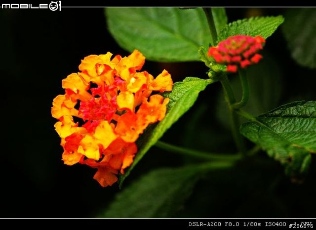 [04/14更新實拍照]A200 + Sigma 70-300mm = 窮人新手好物!