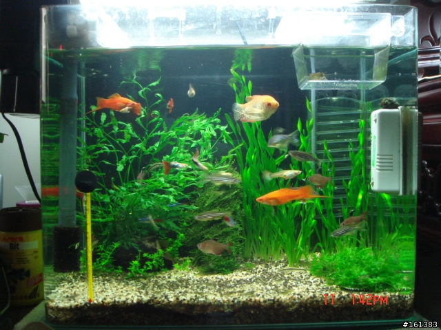 專業的水族大大幫忙一下