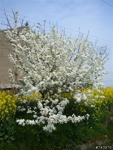 煙花三月下揚州 474Km
