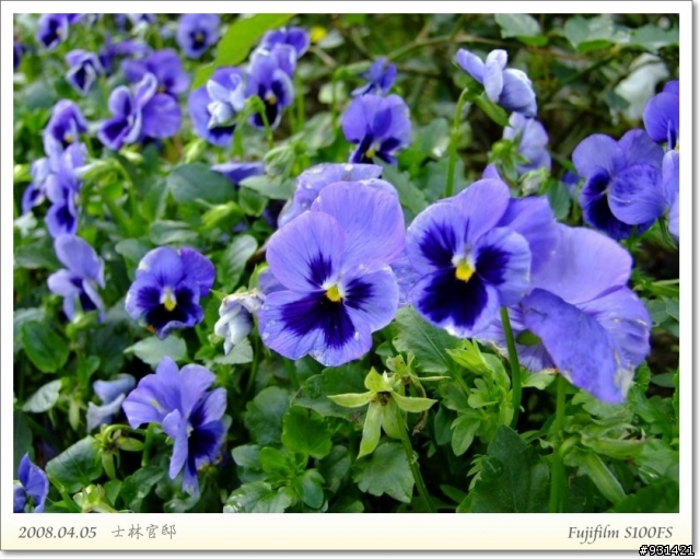 Fujifilm S100FS 花卉試拍