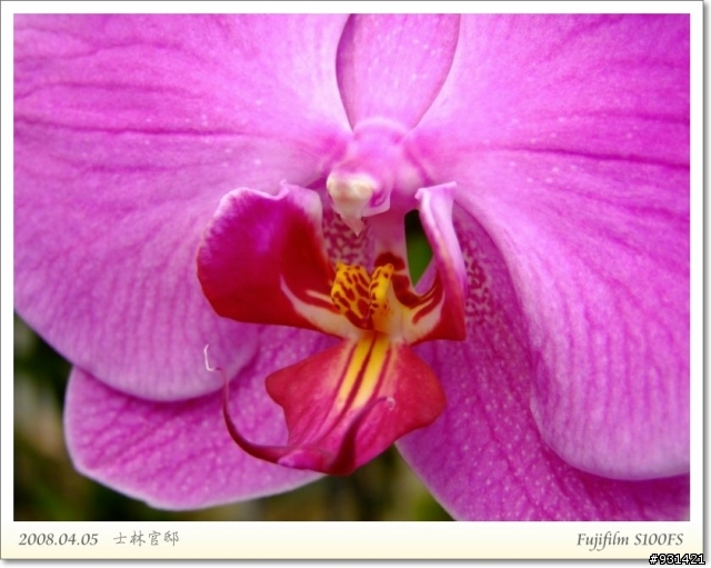 Fujifilm S100FS 花卉試拍