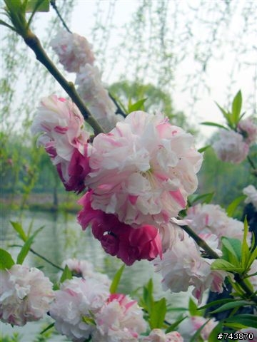 煙花三月下揚州 474Km