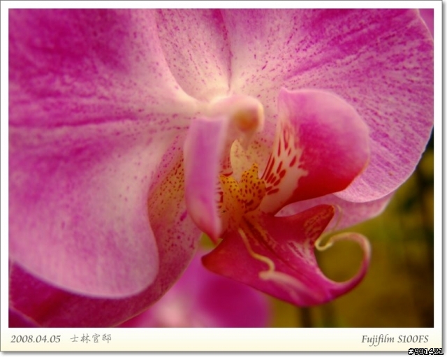 Fujifilm S100FS 花卉試拍