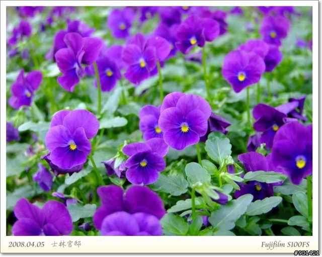 Fujifilm S100FS 花卉試拍