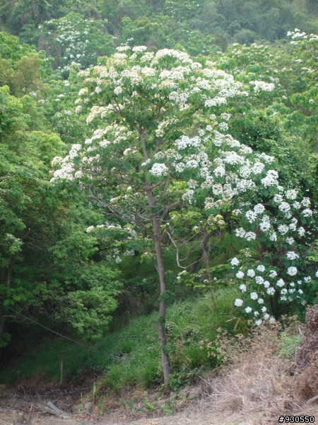 中彰油桐花開始開花囉!下禮拜一定更漂亮