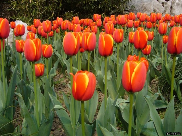 煙花三月下揚州 474Km