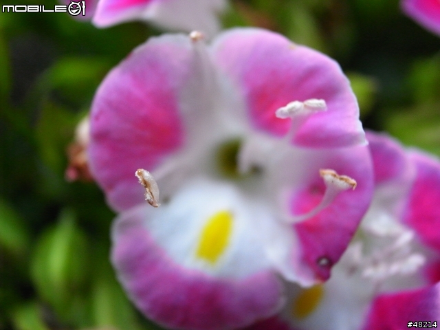 GRDII 入手試拍,詭異的顏色