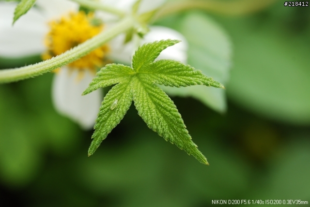 分享HANSA近攝接寫環(微距試拍測試)