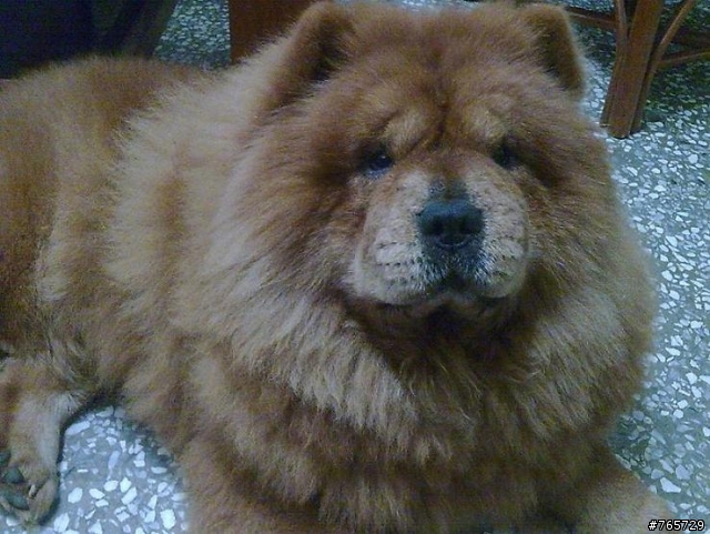 尋找一支鬆獅犬