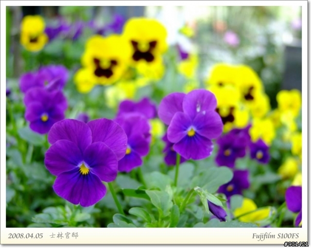 Fujifilm S100FS 花卉試拍