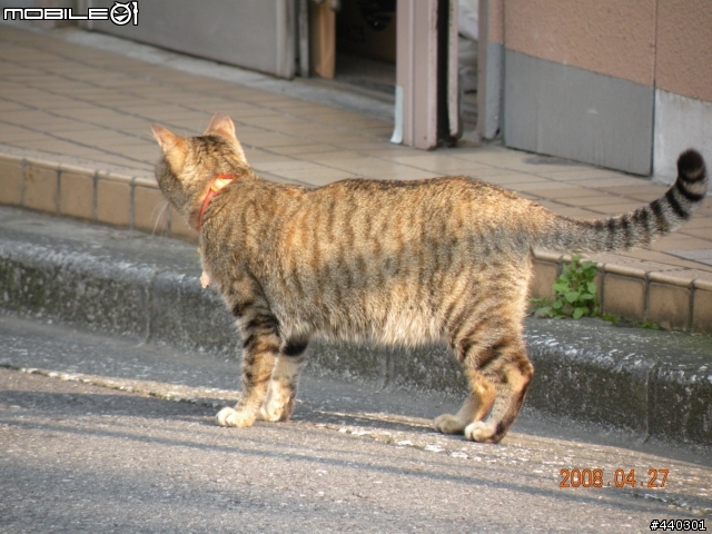 [開箱] Nikon Coolpix P80 及分享照