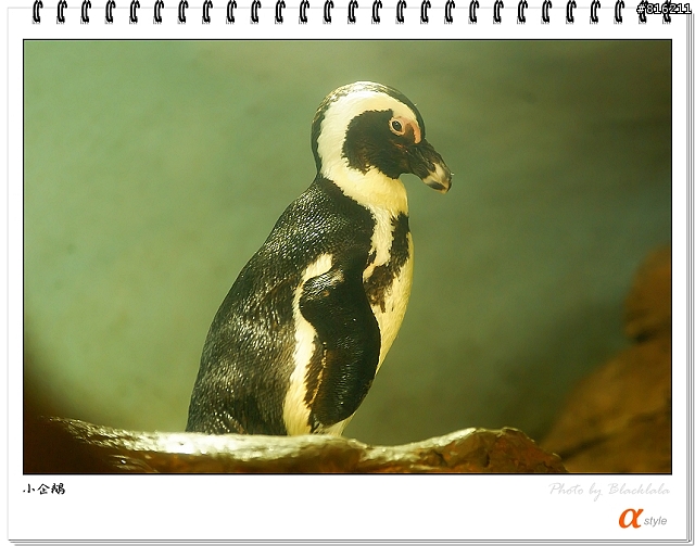[開箱文]Sony 70-200mm F2.8G SSM (4/13補上 Sony Fair '08 人像照)