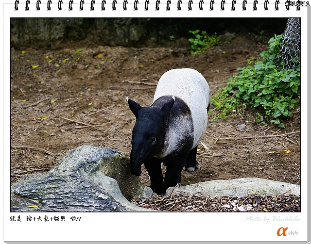 [開箱文]Sony 70-200mm F2.8G SSM (4/13補上 Sony Fair '08 人像照)