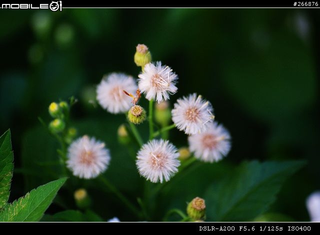 [04/14更新實拍照]A200 + Sigma 70-300mm = 窮人新手好物!