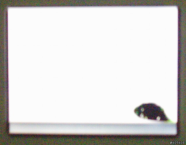 我的T600發生悲劇(附圖)