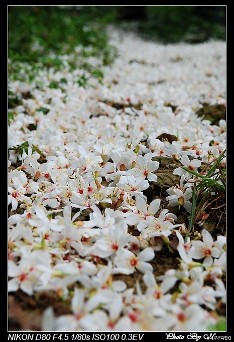 [缺圖修復] 土城桐花公園密秘攝影基地手繪地圖公開