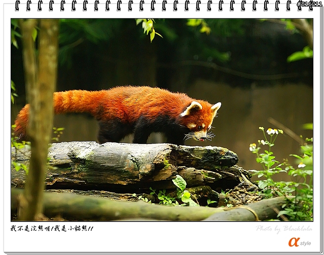 [開箱文]Sony 70-200mm F2.8G SSM (4/13補上 Sony Fair '08 人像照)