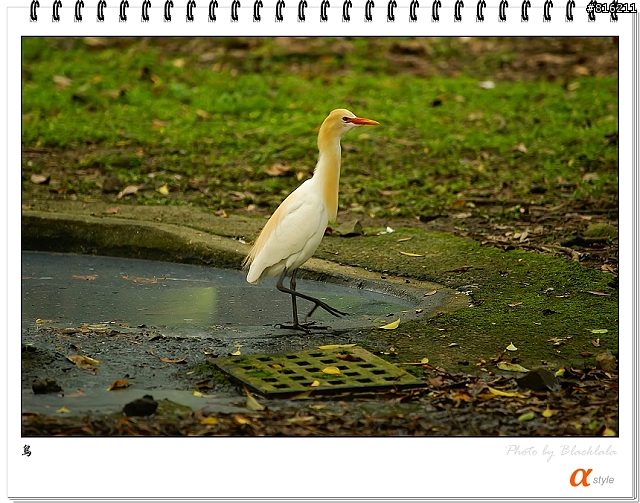 [開箱文]Sony 70-200mm F2.8G SSM (4/13補上 Sony Fair '08 人像照)