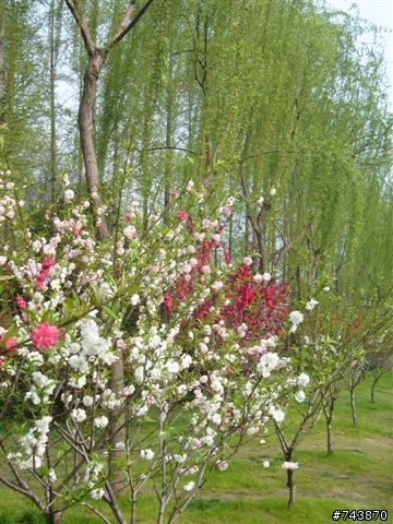 煙花三月下揚州 474Km