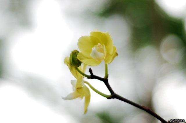 D40+50mm1.8+HN-3+手動對焦分享（有圖）