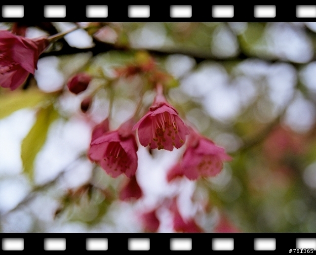 FM3A +ZF 25mm/f2.8 新手試貼.分享照片