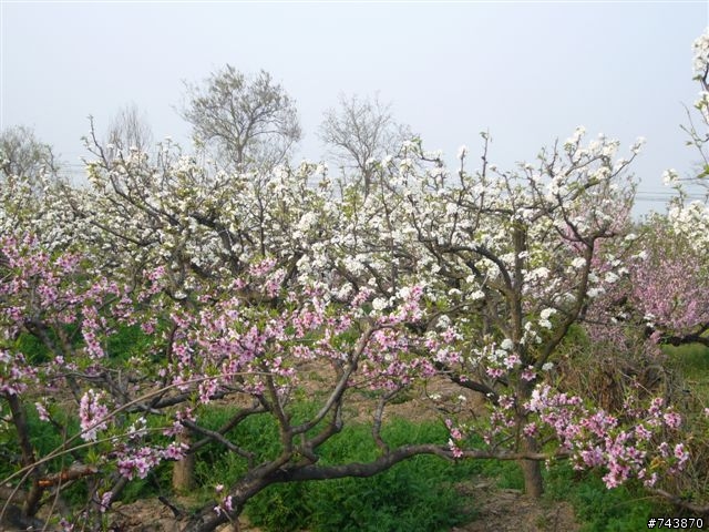 煙花三月下揚州 474Km