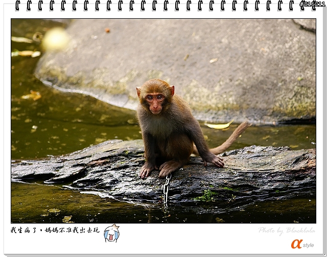 [開箱文]Sony 70-200mm F2.8G SSM (4/13補上 Sony Fair '08 人像照)