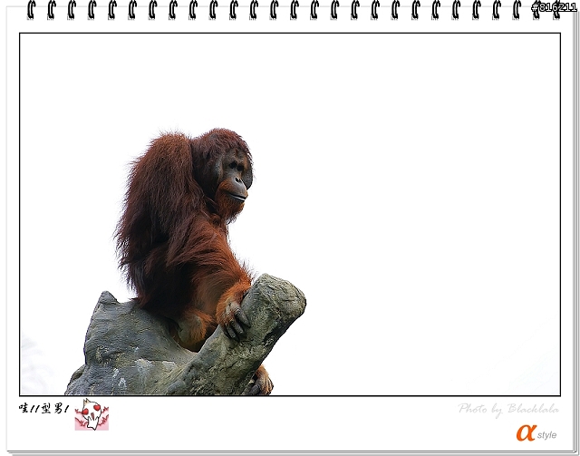 [開箱文]Sony 70-200mm F2.8G SSM (4/13補上 Sony Fair '08 人像照)