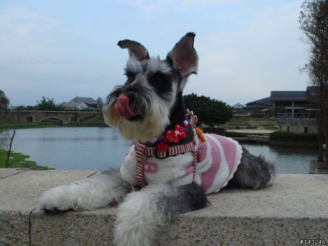 [分享]愛犬雪納瑞的新造型