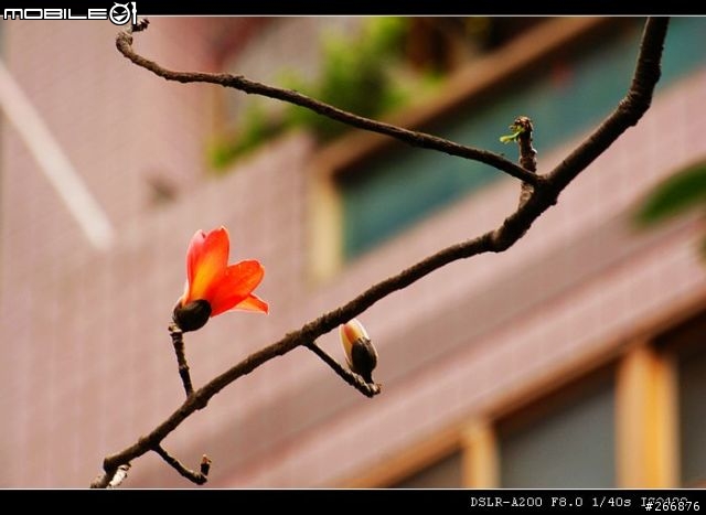 [04/14更新實拍照]A200 + Sigma 70-300mm = 窮人新手好物!