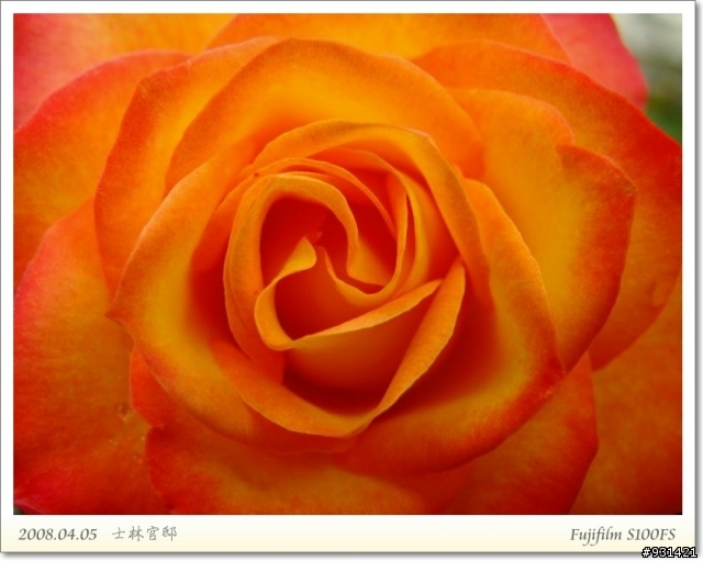 Fujifilm S100FS 花卉試拍