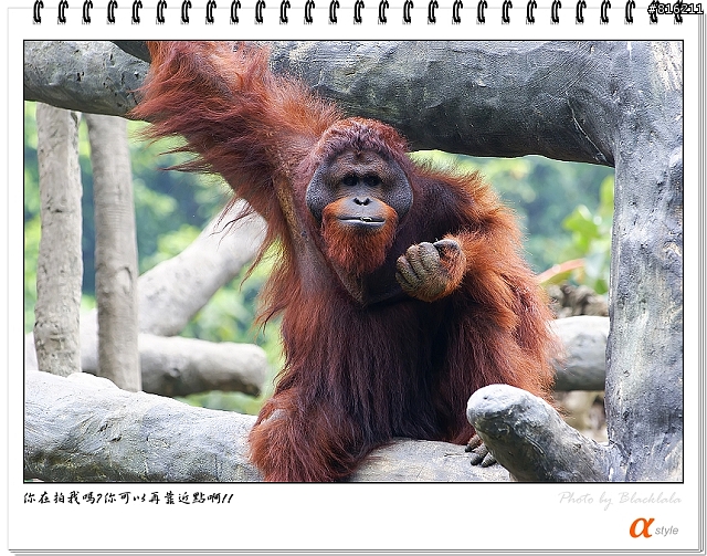 [開箱文]Sony 70-200mm F2.8G SSM (4/13補上 Sony Fair '08 人像照)