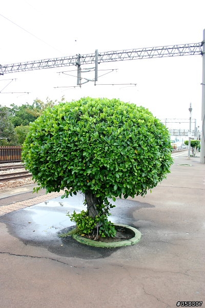 烏日：成功火車站